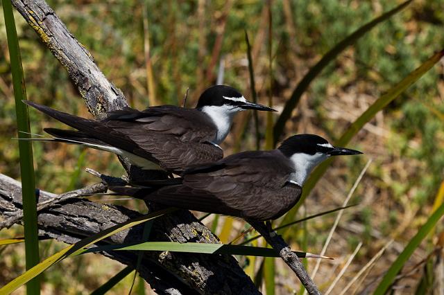 085 Penguin Island, brilstern.jpg